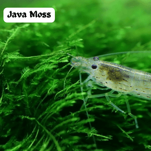 Java Moss Aquarium Plant