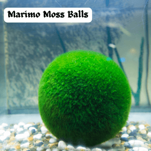 Marimo Moss Balls Aquarium Plant