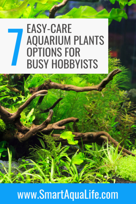 aquarium plant