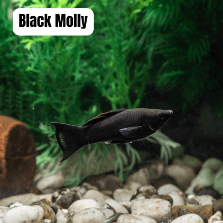 black molly