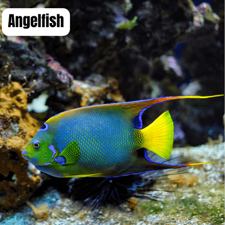 angel fish saltwater aquarium