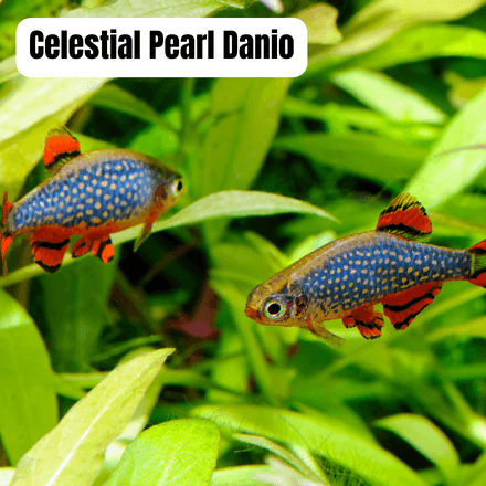 Celestial Pearl Danio