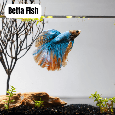 best pet fish
