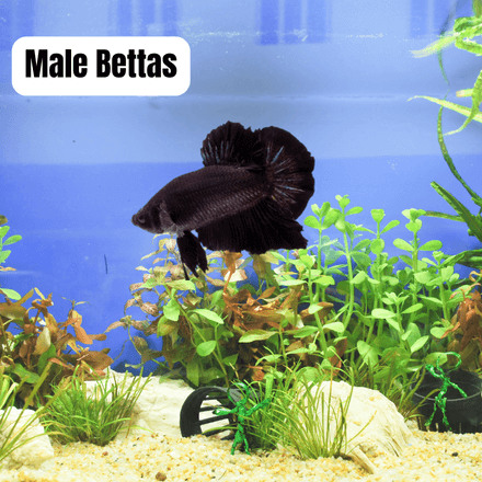 Species to Avoid in Betta Aquariums
