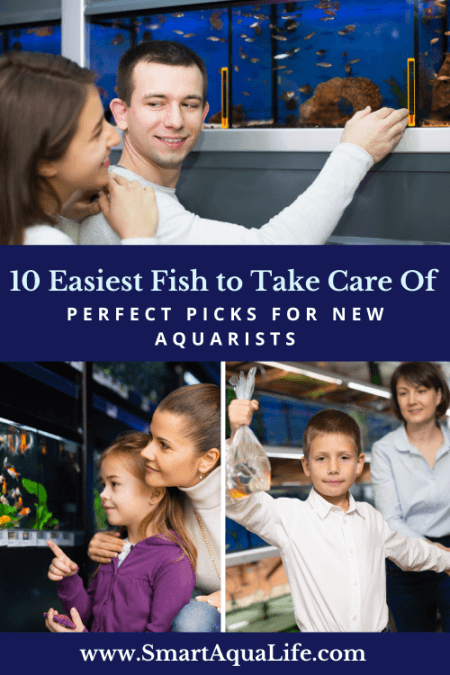 easiest fish to take care of